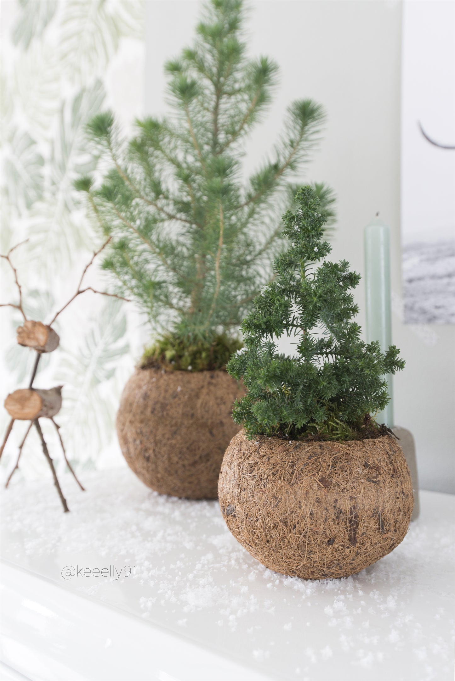 sapin de noel en pot fibre de coco. Kipok