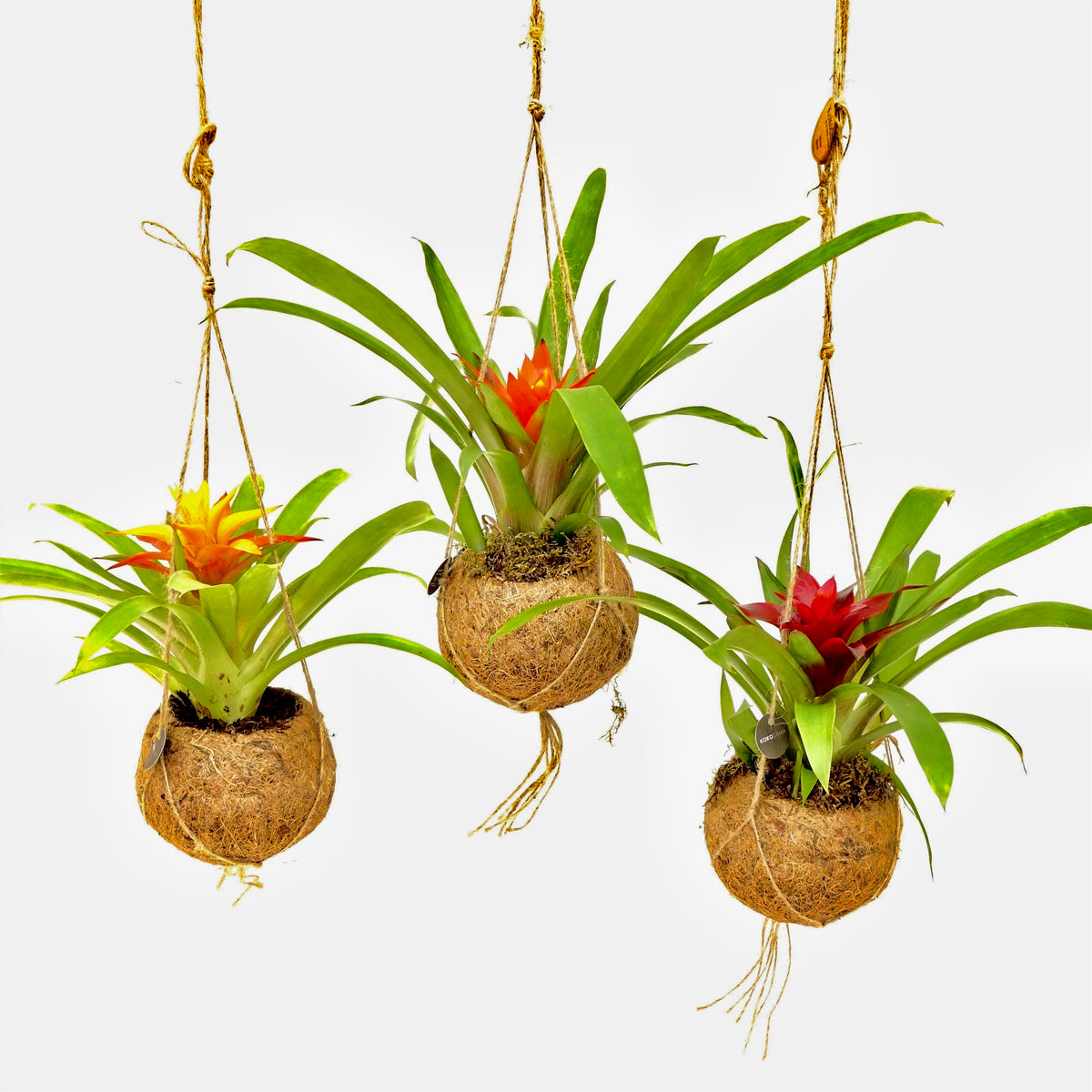 Plante suspendue pot coco à suspendre plante écolo KIPOK PLANTE DECO