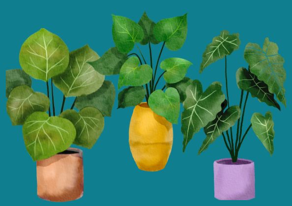 Planter plantes dans des pots de fleurs. Comment rempoter plante d'intérieur dans un pot de fleur. Pots en céramique pots suspendues. plantes suspendues. planter facilement sans la main verte. Plantation. Kipok Pots. cache pot