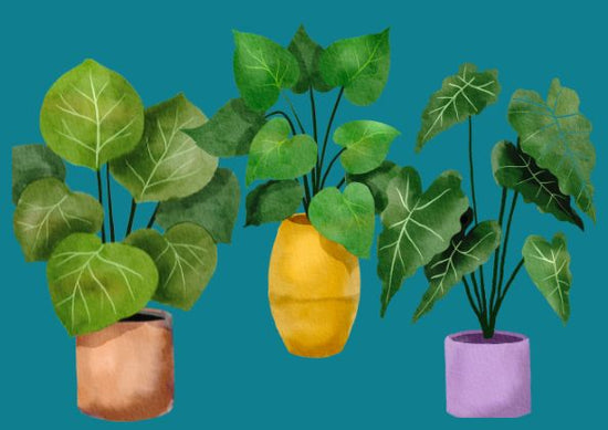 Planter plantes dans des pots de fleurs. Comment rempoter plante d'intérieur dans un pot de fleur. Pots en céramique pots suspendues. plantes suspendues. planter facilement sans la main verte. Plantation. Kipok Pots.
