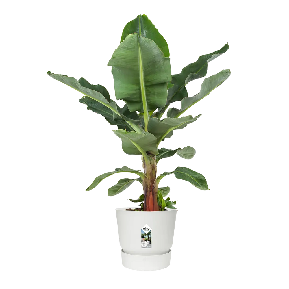 Grand pot de fleurs avec Bananier. grand bananier. Kipok. Pot de fleurs grande taille.  Pot de fleurs exterieur grande taille blanc. Kipok pot de fleur grande taille. pot de fleurs grande taille XXL pour grande plante. pot de fleurs pour bananier.