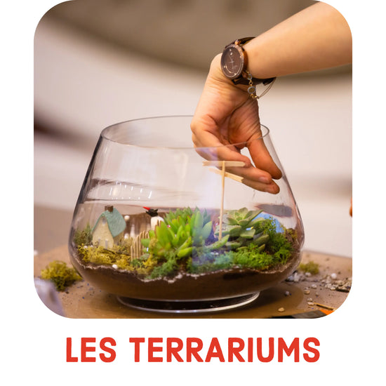 Terrarium kit avec bocal en verre et mousse  plante. Terrarium facile a realiser. Grand et petit terrarium. Kipok