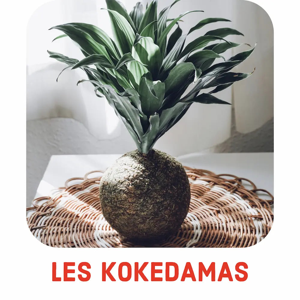 Vente Kokedama à poser ou kokdama à suspendre plante ginseng fucus benzai. Kipok