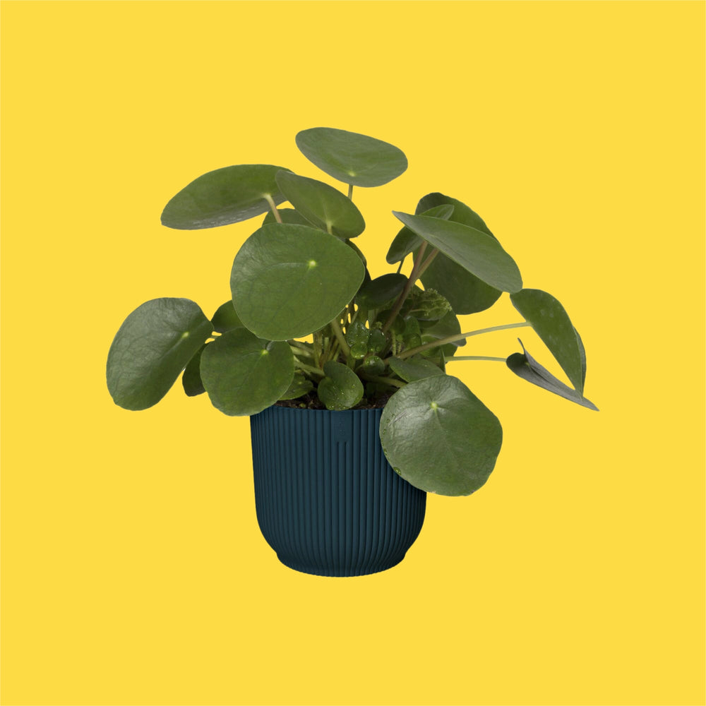 
                  
                    pot de fleur rond. Tres grand pot de fleurs bleu pour plantes interieur ou plantes grasses. Kipok. pot de fleurs intérieur. cache pot fleurs. cache pots plantes.
                  
                