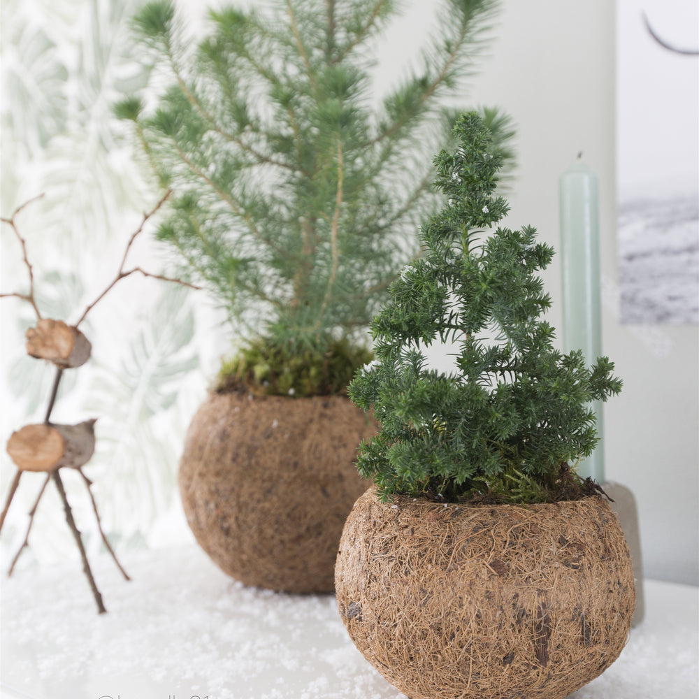sapin de noel en pot fibre de coco. Kipok 