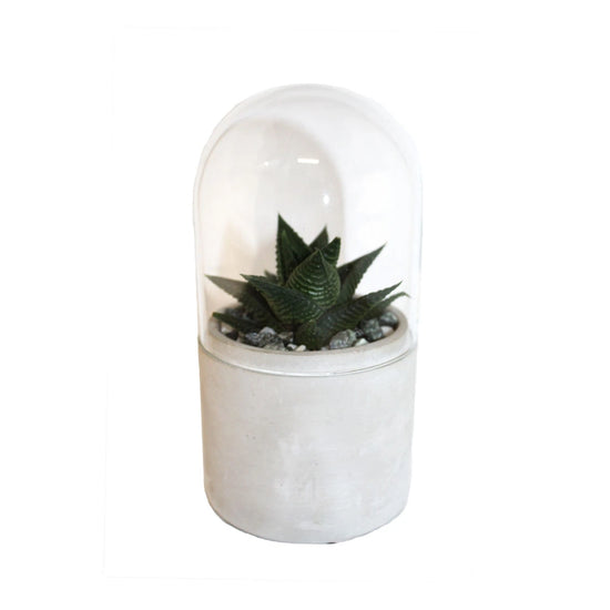 petit et mini kit terrarium a faire vous même forme de cloche en verre et succulente plante a l interieur. Kit terrarium decoration bureau cuisine ou chambre. Kipok