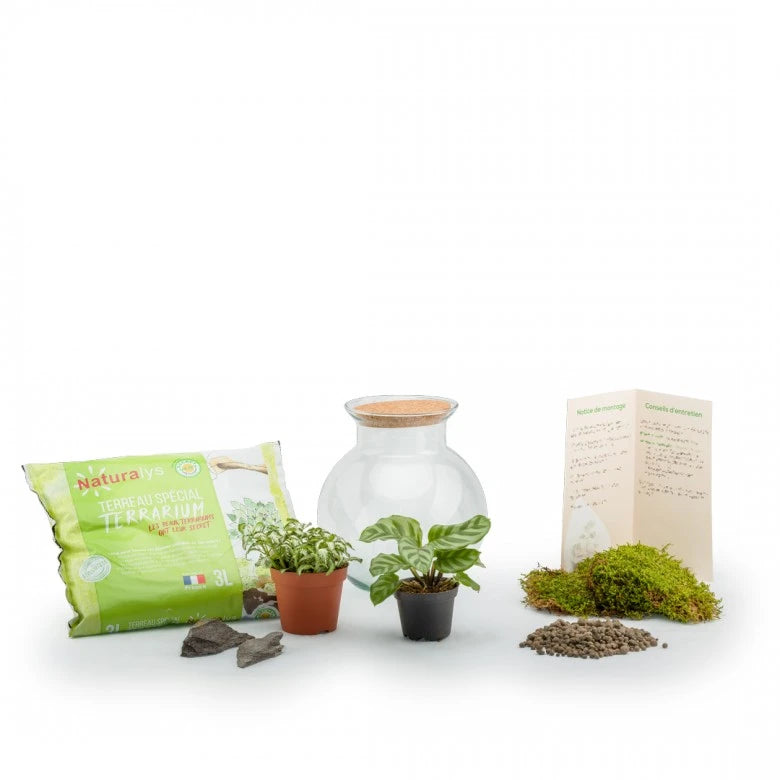 Kit terrarium. terrarium ferme avec plantes et mousses verte. Bocal en verre. Terrarium plantes. Kits terrariums.  Kit terrarium à faire soi-même.kipok