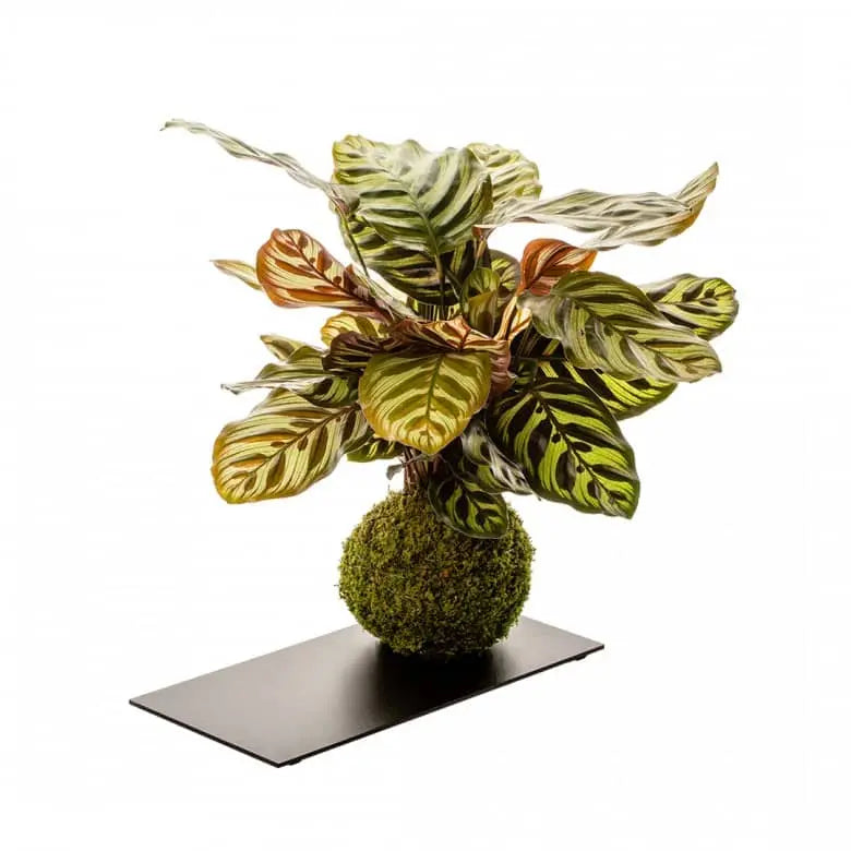 kokedama plante calathea plante naturelle sur plateau en metal noir.  Entretien facile. Kipok