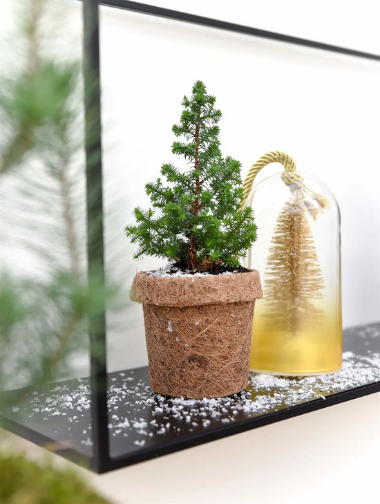 pot en fibre de coco petit sapin naturel. Kipok