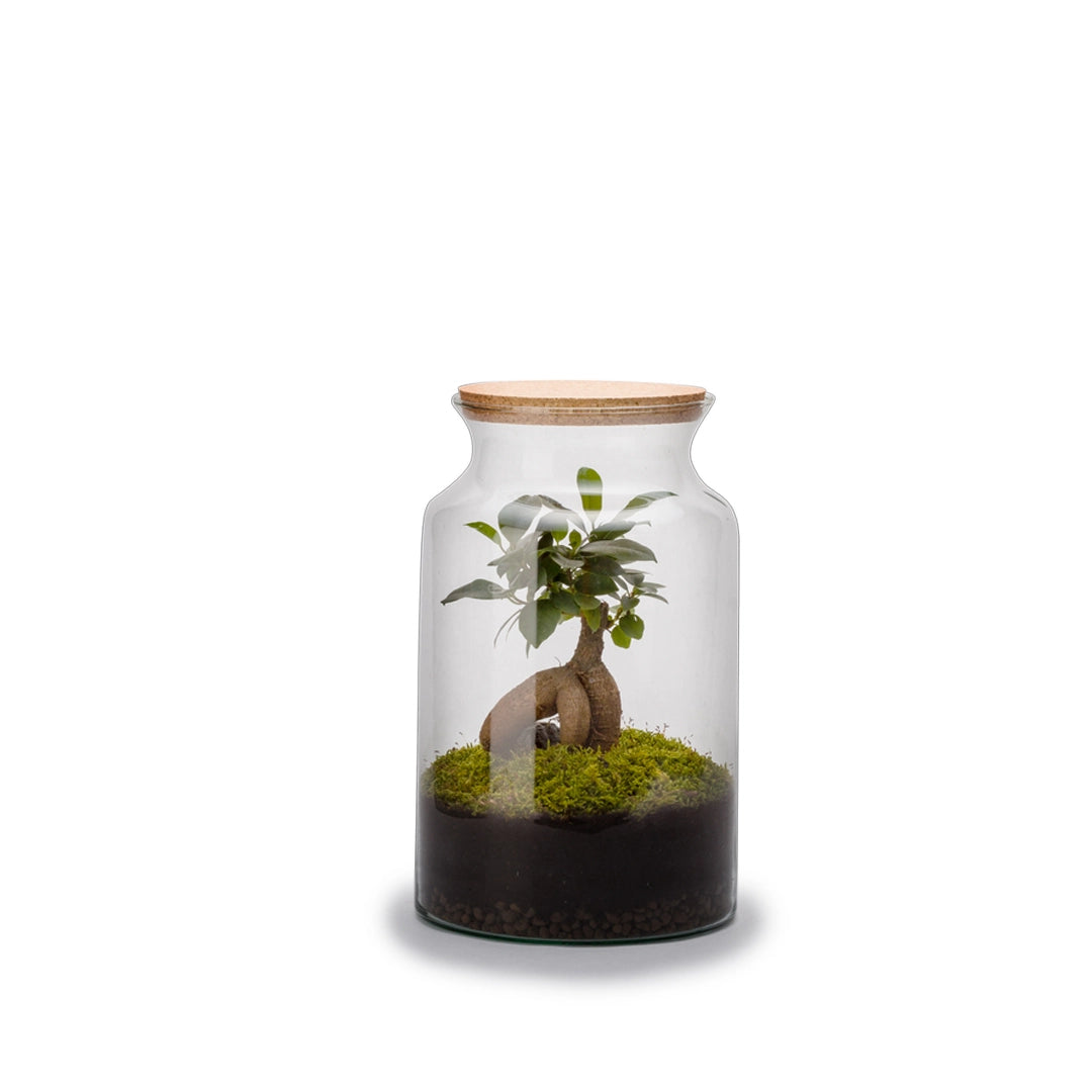 terrarium en verre bocal plante junseng kit complet. terrarium ferme plante et mousse. Terrarium Paris. kipok