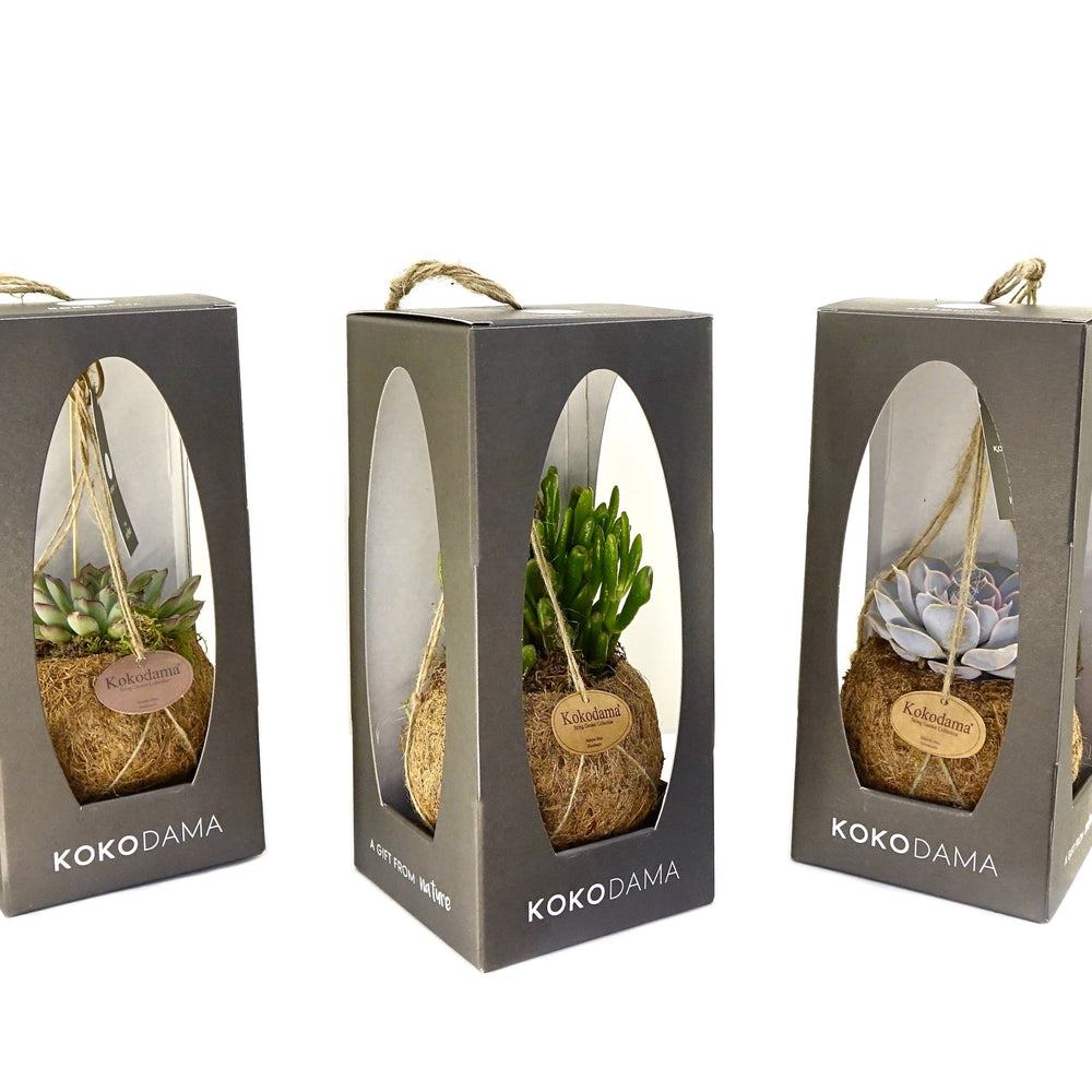 Cactus interieur à suspendre. idéal cadeau en box. Cactus plante livraison plante cactées.  Plante succulente. Cactus extérieur. Kipok. livraison plante. Plante box.  pot en coco kipok. idée cadeau maison