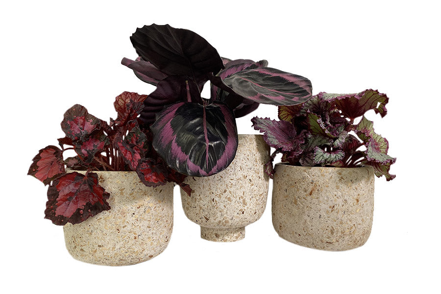 trois pots de fleurs  à base de papier plastique recyclés.  A l'intérieur  des plantes bégonia mauve et violet.  cache pot interieur. Kipok  Pot de fleur rond avec motif terrazo. Le pot pour fleur est léger. Pot en papier recyclé très étanche. Kipok