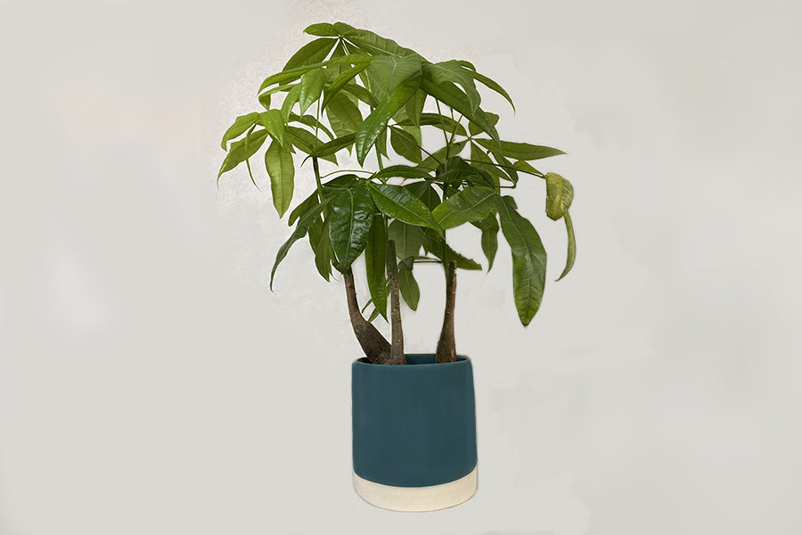 
                  
                    pot de fleurs de couleur bleu et en bas blanc avec une plante verte à l'intérieur. Pot de fleur en ceramique. Kipok. pot de fleur pas cher.Kipok
                  
                