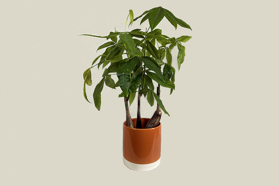 
                  
                    Pot de fleur orange et blanc du bas avec une plante à l'intérieur pachera. pot de fleur ceramique. Kipok. pot pour plante interieur. cache pot bi Color. cache pot en céramique.
                  
                