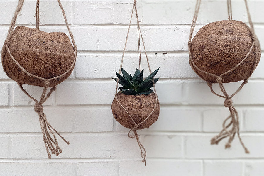 Pots en coco suspendus dans une cuisine. Pot en coco couleur marron naturelle. Les pots en fibre de coco respecte la nature et écolo. Pot sans plastique et naturelle. Kipok Pots en fibre de noix coco vides. Pot suspendu en fibre de coco marron sans plastique . Kipok . plante suspendues facile a accrocher. Cache pot mural. Pot cuisine. Pot en fibre de coco.