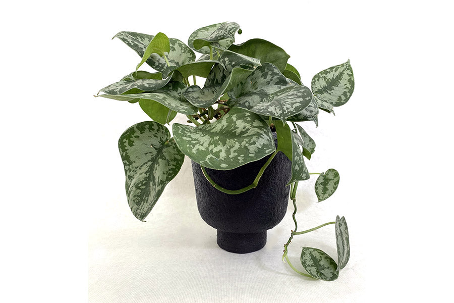 Cache-Pot noir recyclé rond avec une plante verte à l'intérieur. pot en papier recyclé et plastique recyclé. Pot de fleur noir très leger. Plante scindapsus pictus. Kipok. Pot a fleur interieur non percé. Pot  tres tendance et original