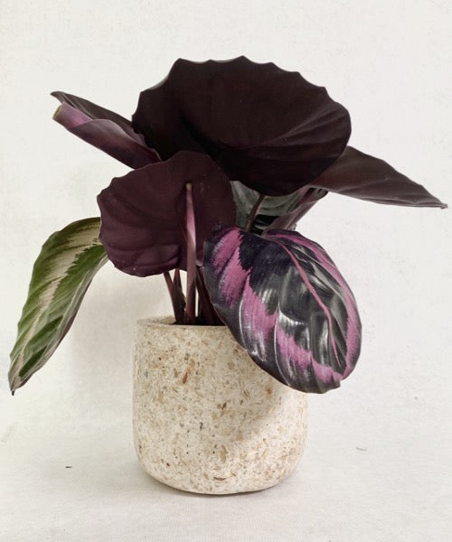 
                  
                    Pot de fleur recyclé beige  Terrazzo avec une plante  calathea mauve . Pot en papier recyclé et plastique recyclé . Pot de fleurs Eco responsable.  Pot de fleur pour salle de bain. Kipok. petit cache  jardin. Pot de fleur pour cuisine 
                  
                