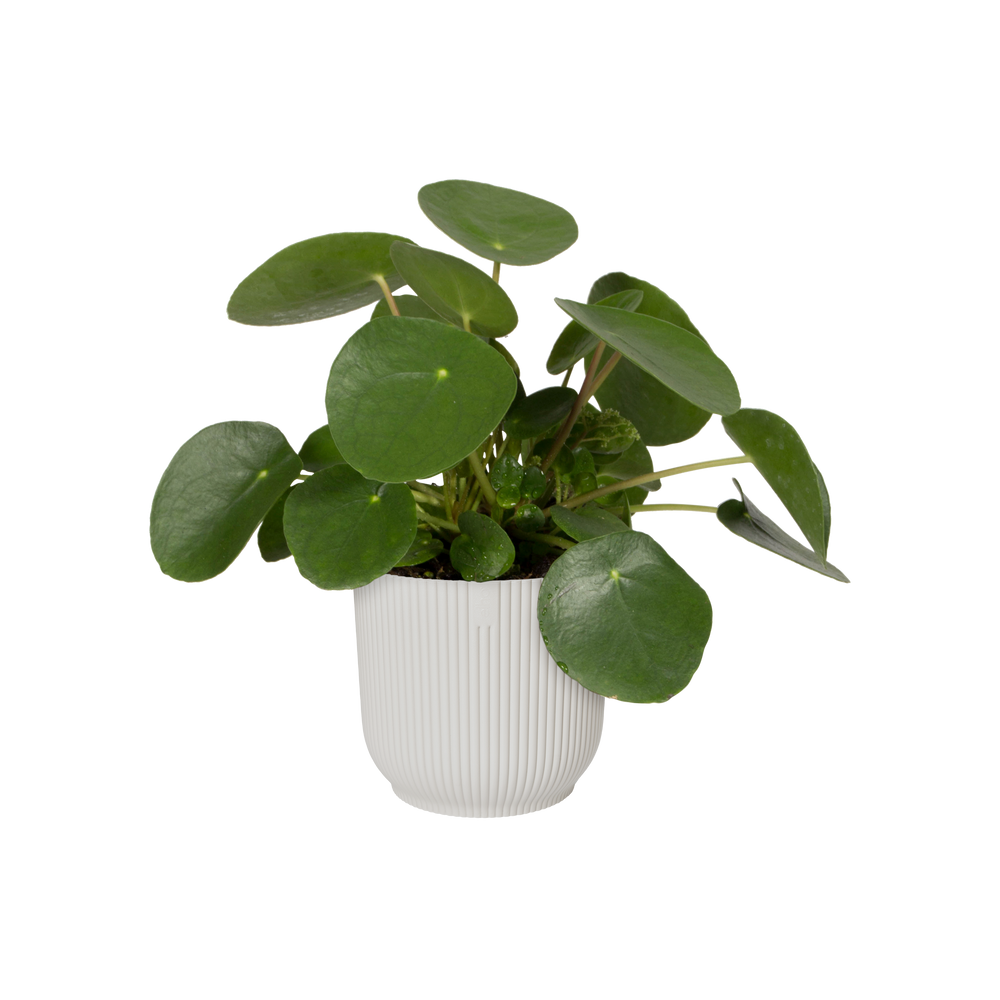 cache pot de fleur blanc grand. Pot pour plante.. cache pot en plastique blanc avec plante pila. pot de fleur blanc en plastique pur plante interieur et plante exterieur. Le pot de fleur trés leger. kipok. Cache pot blanc. promesse de fleurs