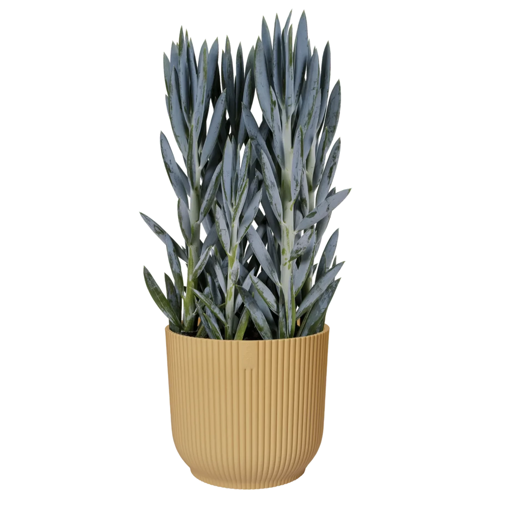 plante pot de fleur. Cache pot jaune. Grand pot de fleur jaune. pot pour plante intérieur. pot de fleurs interieur. Pot eco responsable. kIPOK