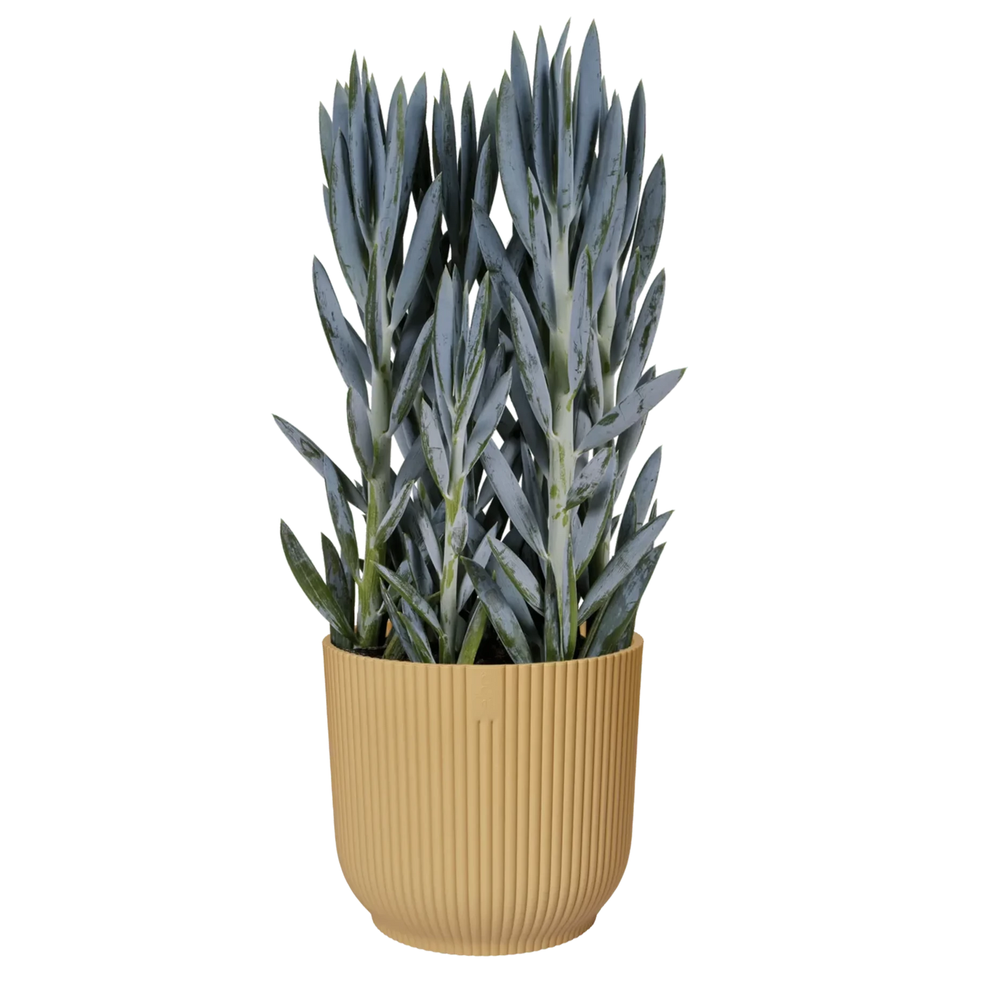 plante pot de fleur. Cache pot jaune. Grand pot de fleur jaune. pot pour plante intérieur. pot de fleurs interieur. Pot eco responsable. kIPOK