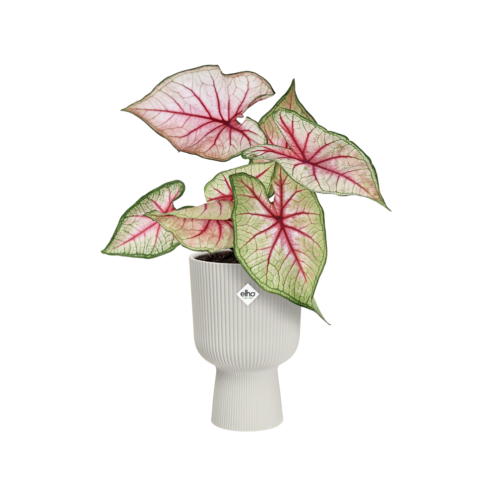 Pot de fleurs vase blanc plante calathea. pot de fleurs pour intérieur.