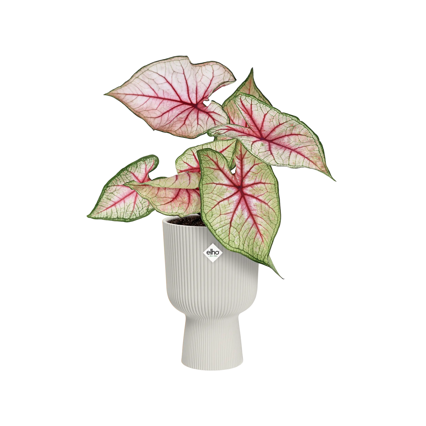 Pot de fleurs vase blanc plante calathea. pot de fleurs pour intérieur.