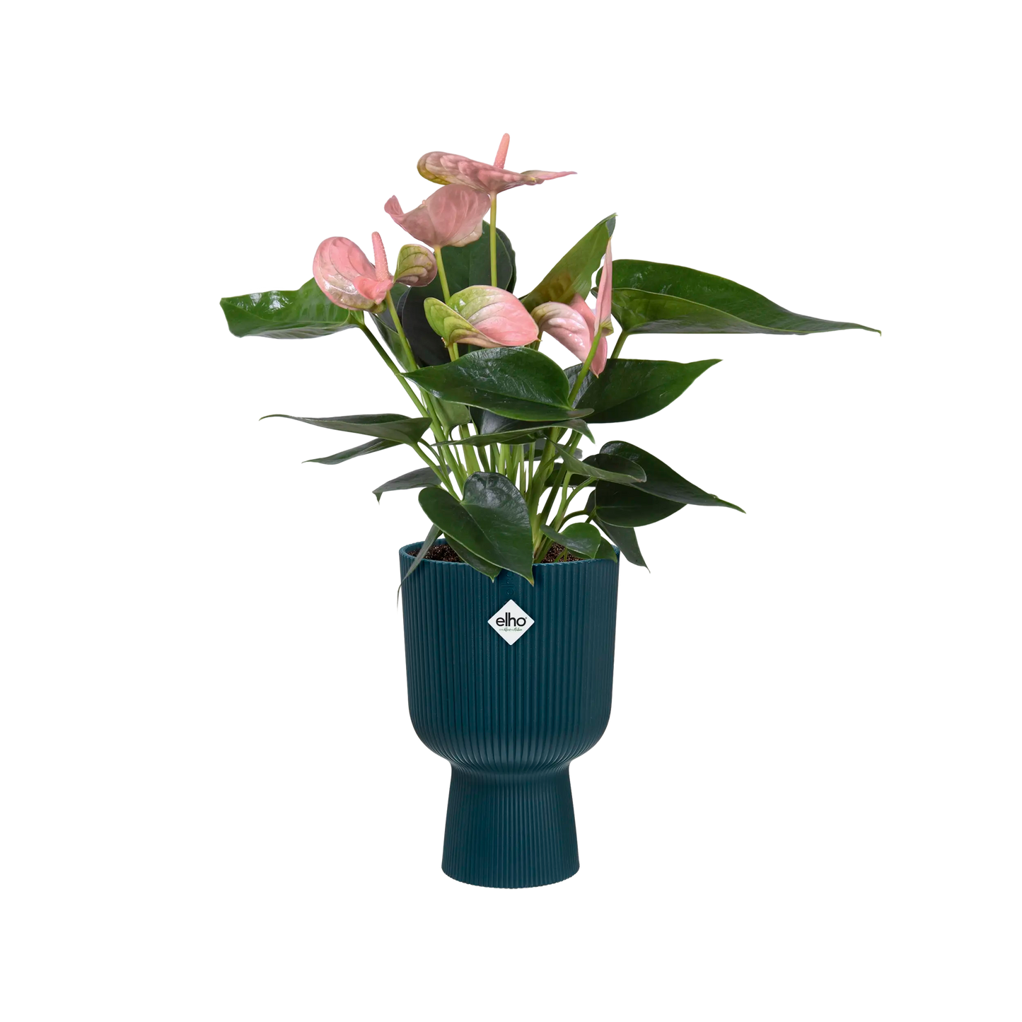 pot de fleur en forme de vase avec plante. Pot de fleur sur pied. pot tres leger. kipok. pot pour plante interieur et pot pour salon. pot de fleur bleu fonce. 